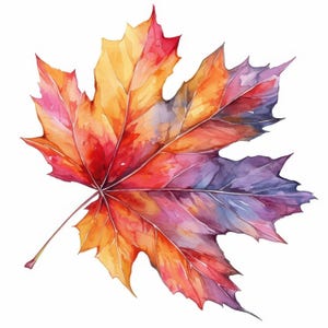 May include: A watercolor painting of a maple leaf. The leaf displays a vibrant array of colors, including shades of red, orange, yellow, and purple. The leaf's veins are visible, and the background is white.