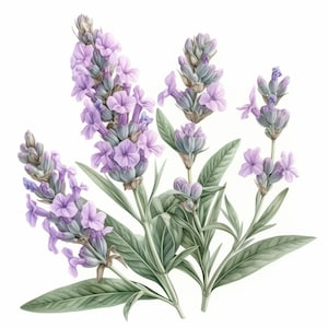 12 Botanical Lavender Clipart Bundle, Purple Herb Illustration, Printable Watercolor Clipart, High Quality JPG, Paper Craft, Junk Journals