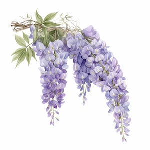 17 Wisteria Flowers Clipart Bundle, Cascading Purple Illustration, Printable Watercolor Clipart, High Quality JPG, Paper Craft, Journals