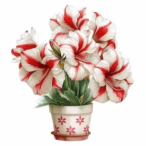 11 Amaryllis Flower Clipart Bundle, Festive Holiday Bloom Illustration, Printable Watercolor Clipart, High Quality JPG, Paper Craft