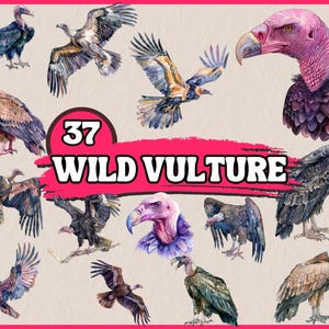 37 PNG Watercolor Vulture Clipart, Savage Safari Flying Buzzard Clip Art, Wild Bird Species, Illustrations Instant Download, Commercial Use