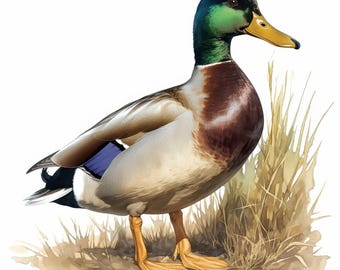 Pacote com 14 cliparts de pato-real em aquarela, ilustrações realistas de aves aquáticas, cliparts de aquarela para impressão, JPG de alta qualidade, artesanato em papel