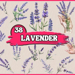 38 PNG aquarel lavendel bloem clipart | Floral clipart, prachtige lavendeltak in de hand clipart, commerciële illustraties | Downloaden