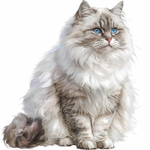 15 Persian Cat Clipart Bundle, Fluffy Kitten Illustration, Printable Watercolor Clipart, High Quality JPG, Paper Craft, Junk Journals