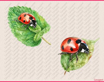 水彩てんとう虫と葉っぱのクリップアート バンドル、木の葉の上の赤い