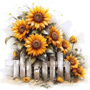May include: A watercolor painting of sunflowers in full bloom. The bright yellow petals and brown centers of the sunflowers contrast with the white picket fence and green leaves. The image evokes a sense of warmth and summer.