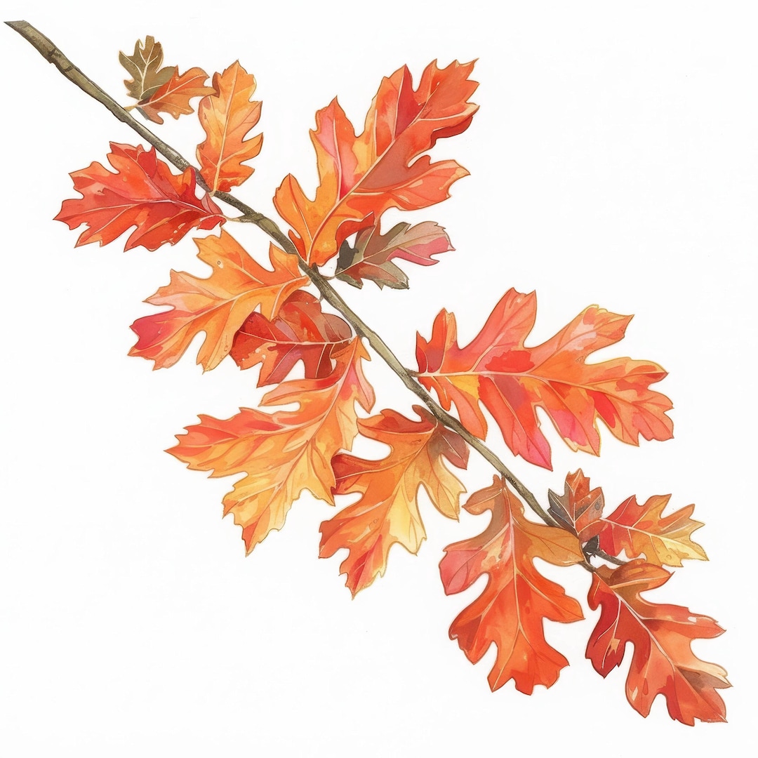 10 Falling Autumn Leaves Clipart Bundle, Oak Tree Illustration ...