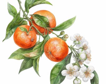 13 Orange Clipart Bundle, Citrus Blossom Art Illustration, Printable Watercolor Clipart, High Quality JPG, Paper Craft, Junk Journals