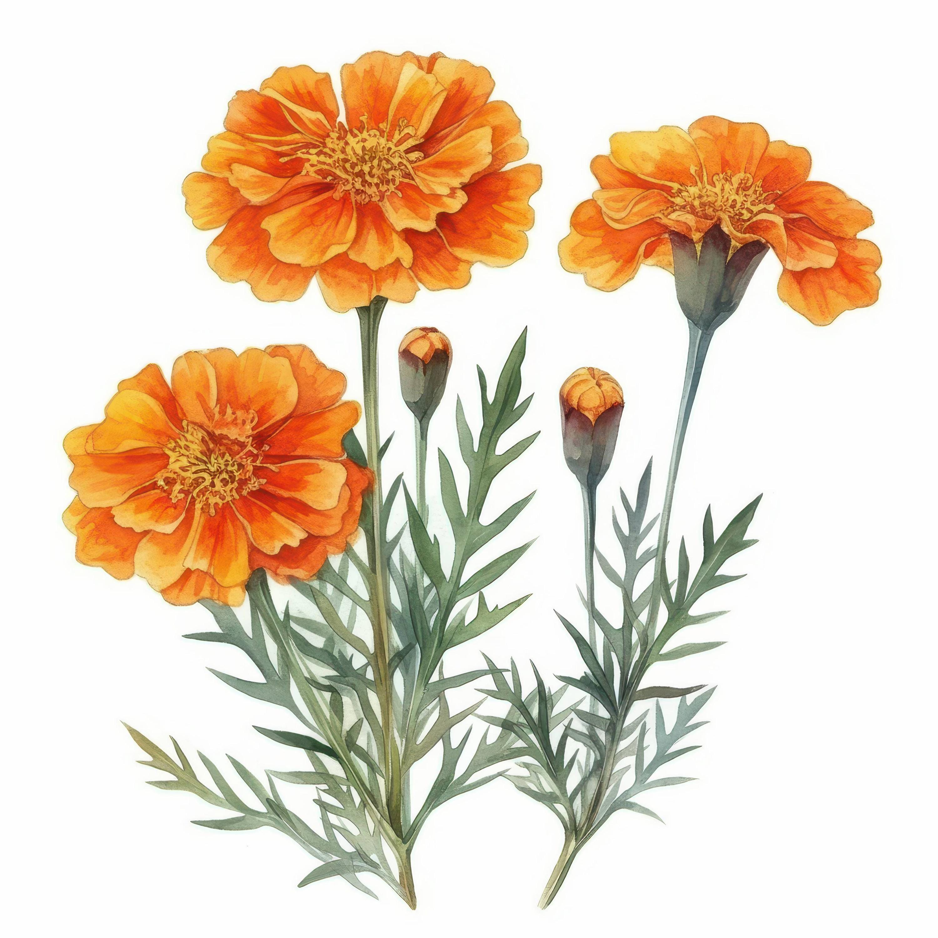 マリーゴールドの花の水彩画クリップアート10点、オレンジ色の庭の花の