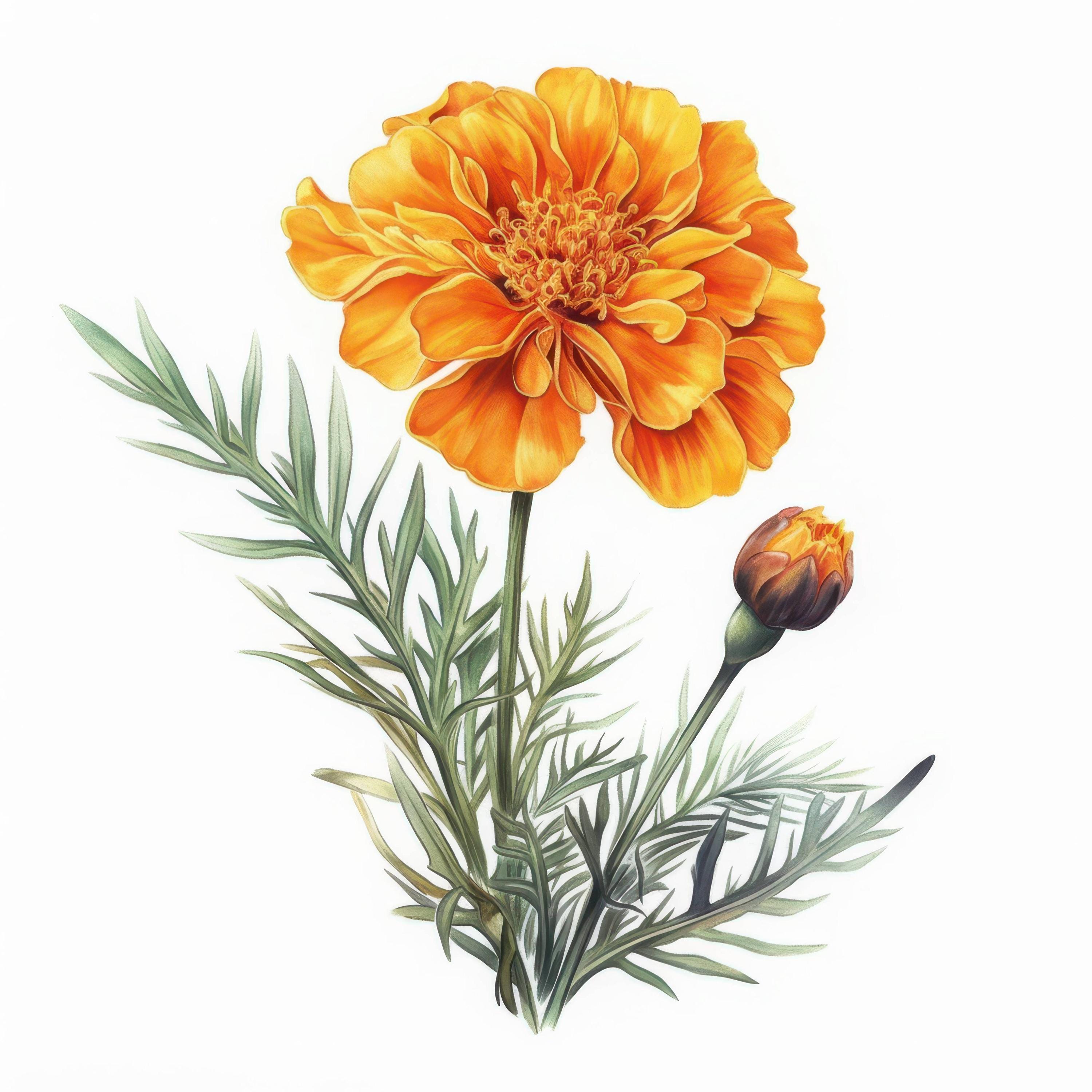 マリーゴールドの花の水彩画クリップアート10点、オレンジ色の庭の花の