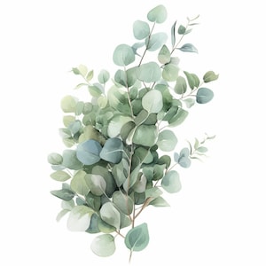 May include: Watercolor illustration of eucalyptus leaves in shades of green and blue. The leaves are round and arranged in a lush, natural composition against a white background. The image evokes a sense of calm and natural beauty.