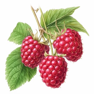 May include: A detailed illustration of a raspberry branch with three ripe, red raspberries. The berries are composed of many small, round drupelets. Green leaves and stems complete the image, set against a white background.