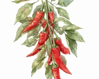 10 ilustraciones de chiles rojos en acuarela, ilustración de vegetales picantes para la cocina, imágenes prediseñadas imprimibles en acuarela, JPG de alta calidad, manualidades en papel