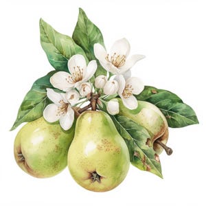 May include: Watercolor illustration of pears, blossoms, and leaves. The image features three green pears with a yellow hue, white blossoms, and green leaves. The artwork has a soft, natural aesthetic, perfect for home decor or botanical art.