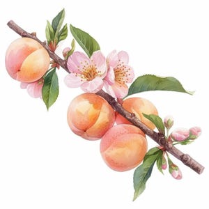 19 Peach Floral Clipart Bundle, Fruits With Flower Illustration, Printable Watercolor Clipart, High Quality JPG, Paper Craft, Junk Journals