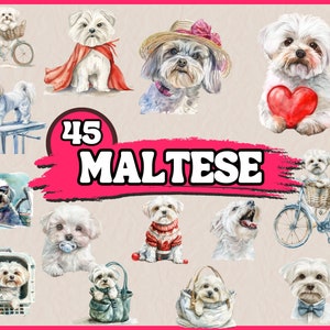 Aquarel Maltese clipartbundel, Malta hondenras Clip Art Set, dier huisdier png-afbeelding, Canine portret clipart, digitale afbeelding