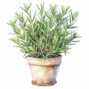 Op de afbeelding: Waterverfillustratie van een rozemarijnplant in een beige terracotta pot. De plant heeft lange, slanke groene bladeren en staat in een ronde, lichtbruine pot met een bijpassende schotel. De achtergrond is wit.