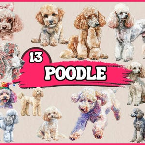 13 PNG Poodle Clipart, Dog Breeds Clipart, Barbet Design Illustrations, Digital Canine Clipart Bundle | Instant Download for Commercial Use