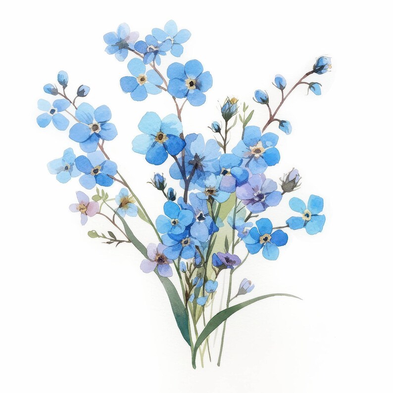 11 Forget Me Not Clipart Bundle, Blue Floral Illustration, Printable ...
