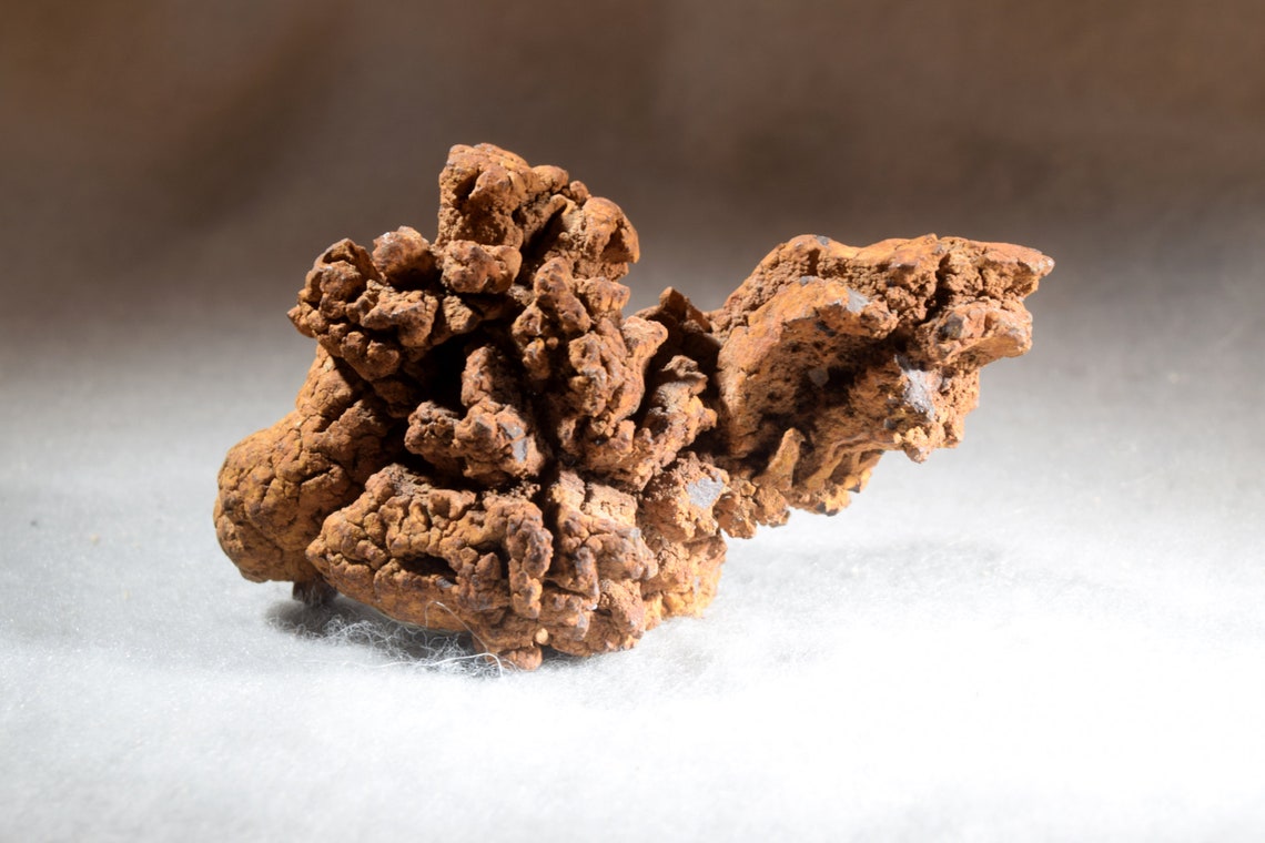 turtle coprolite