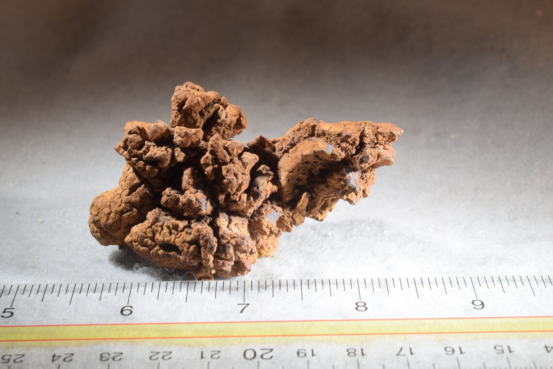 turtle coprolite