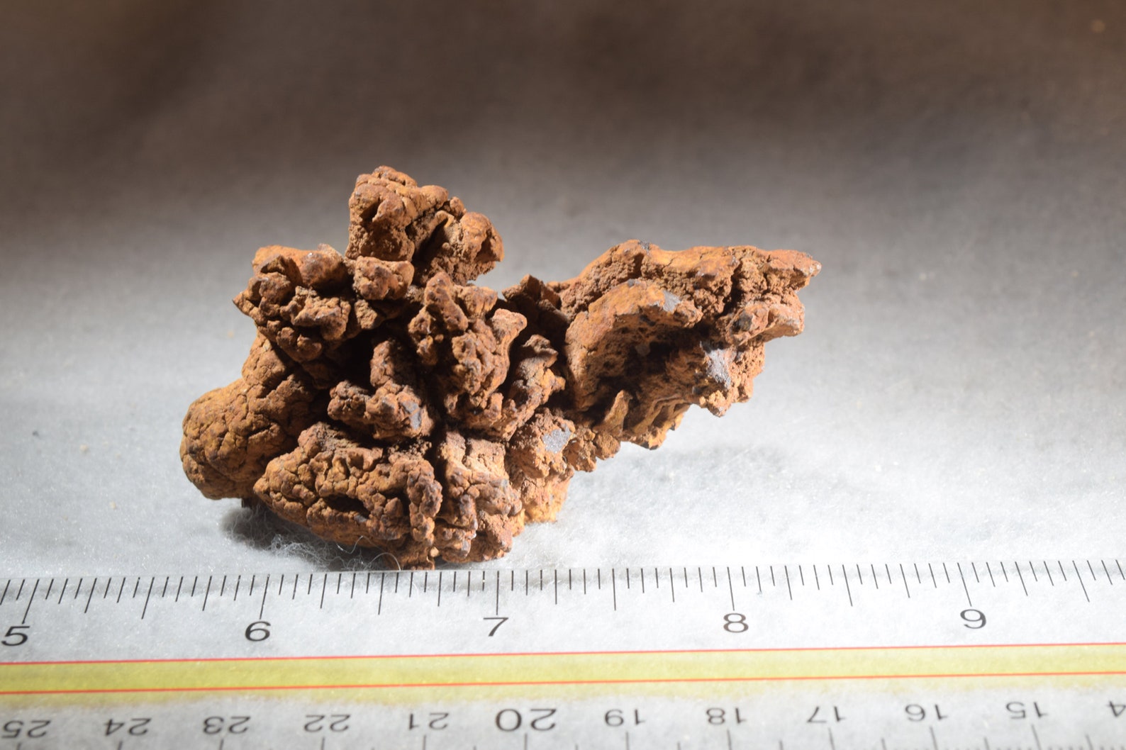 fossilized dung