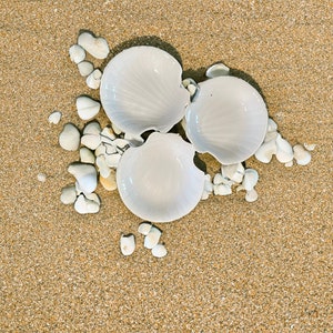 Könnte beinhalten: Drei weiße Muscheln auf einem Sandstrand. Die Muscheln sind in Dreiecksform angeordnet, wobei die Spitzen des Dreiecks nach oben zeigen. Die Muscheln sind von kleinen weißen Kieselsteinen umgeben.