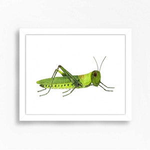 Grasshopper Art, Insect Art, Insect Print, Nursery Decor, Nursery Wall Art, Nursery Prints,  Nursery Wall Decor, Boys Room Decor, Bug Art