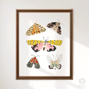 Puede incluir: Una l&aacute;mina de arte enmarcada con cinco ilustraciones en acuarela de polillas y mariposas en varios colores, incluyendo amarillo, rosa, negro y naranja. La obra est&aacute; en un marco ornamentado de color marr&oacute;n con el texto Lindsay Brackeen.