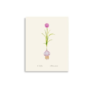 Vintage Garlic Herb Botanical Decorative Wall Art