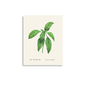 Vintage Basil Herb Botanical Decorative Wall Art