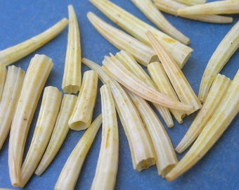 dentalium shell items