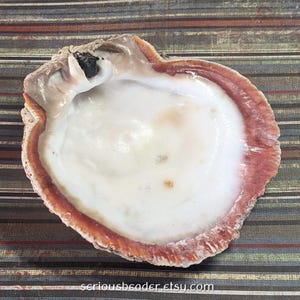 May include: A natural oyster shell with a white interior and a reddish-brown rim. The shell has a textured surface and a small, dark spot near the hinge. The shell is displayed on a striped background.
