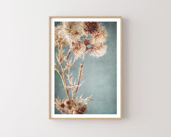 "North Country Thistles" - Botanical Nature Photography