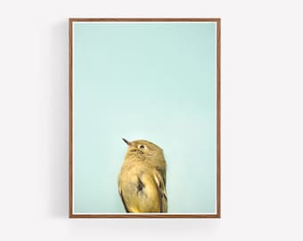 Cute Yellow Bird Photography - Nature Print - Large wall art - Minimalist Bird Wall Art - Nature Photography -  Whimsical wall art - Birds