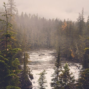 May include: A misty forest scene with a rushing river in the foreground. The trees are tall and green, and the water is white and foamy. The scene is peaceful and serene.