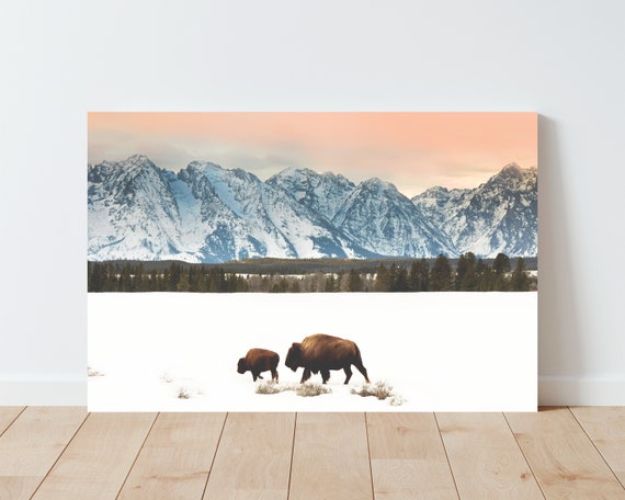 Bison and Tetons Landscape Wall Art - Mountains wall art - nature wall art - tetons landscape - large wall art - panoramic landscape - bison