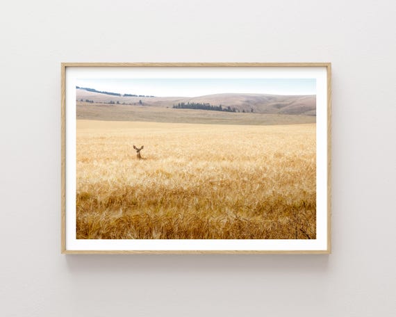 "Hiding in the Barley" - Deer hiding in Wheat Field Photography