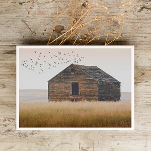 May include: A weathered wooden barn stands alone in a field of tall grass, with a flock of birds flying overhead against a cloudy sky.