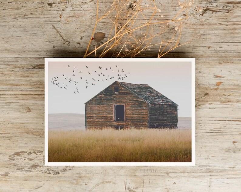 May include: A weathered wooden barn stands alone in a field of tall grass, with a flock of birds flying overhead against a cloudy sky.