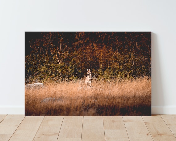 Coyote Photography Print - Landscape wall art - Nature Photography - Coyote wall art - Boho Decor - Cabin Decor - Western Decor - Fall Decor