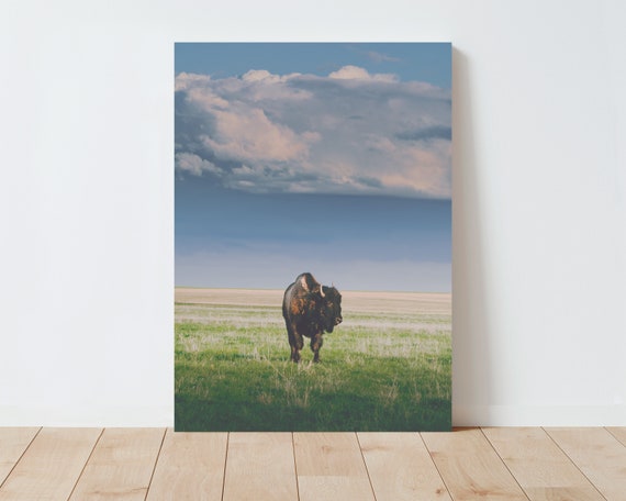 Bison and Stormy Landscape Photography | Landscape wall art | Nature wall art | Bison wall art | Large wall art oversized | Farmhouse Decor