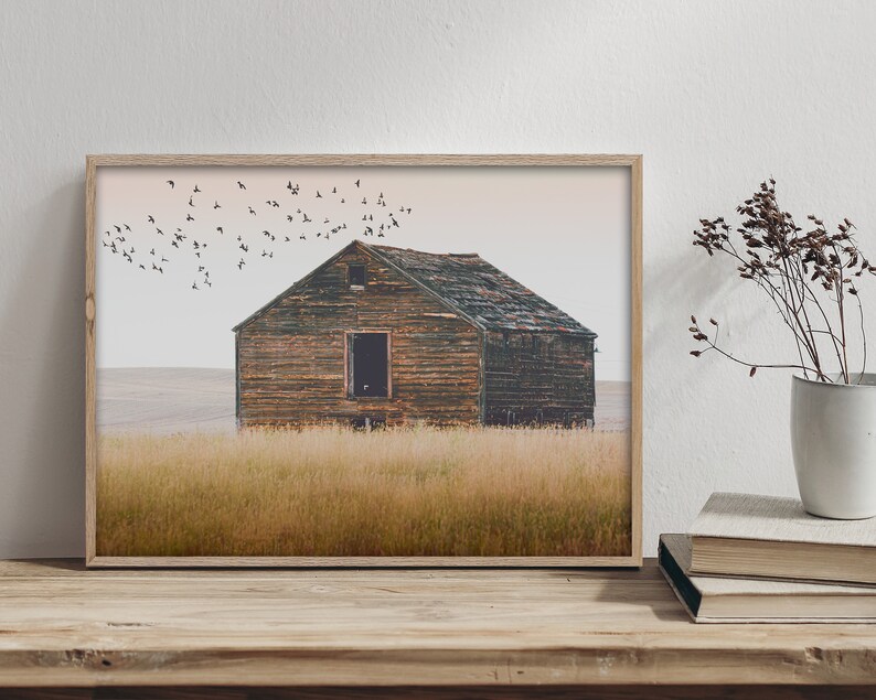 May include: A framed photograph of a weathered wooden barn in a field with a flock of birds flying overhead. The barn is brown and gray with a faded roof. The field is a golden brown color.