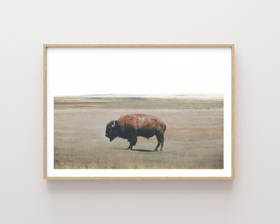 "Bison Plains" - Bison Western Wildlife Nature photography