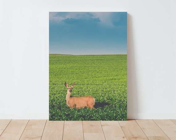 Deer and Alfalfa Field Landscape Photography - Western Wall Art - Nature wall art - Western Decor - Deer wall art - Farmhouse Prints - Boho