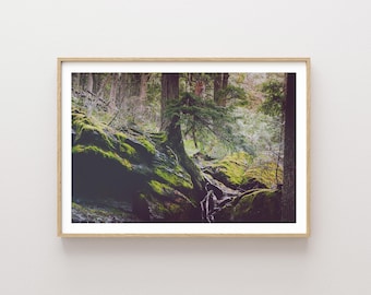 Glacier Park Mossy Landscape Photography - Forest Landscape - Nature Photography - Moody Forest Landscape - Mossy Forest Landscape - Western