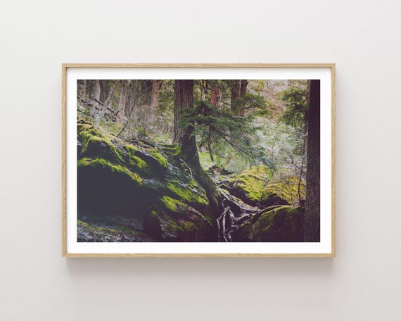 "Moss Covered Roots" - Mossy Forest Landscape Photography