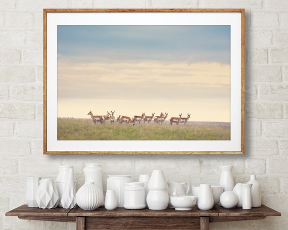Herd of Pronghorn Antelope and Montana Landscape Photography - pronghorn wildlife photography, montana wild game photography, countryside