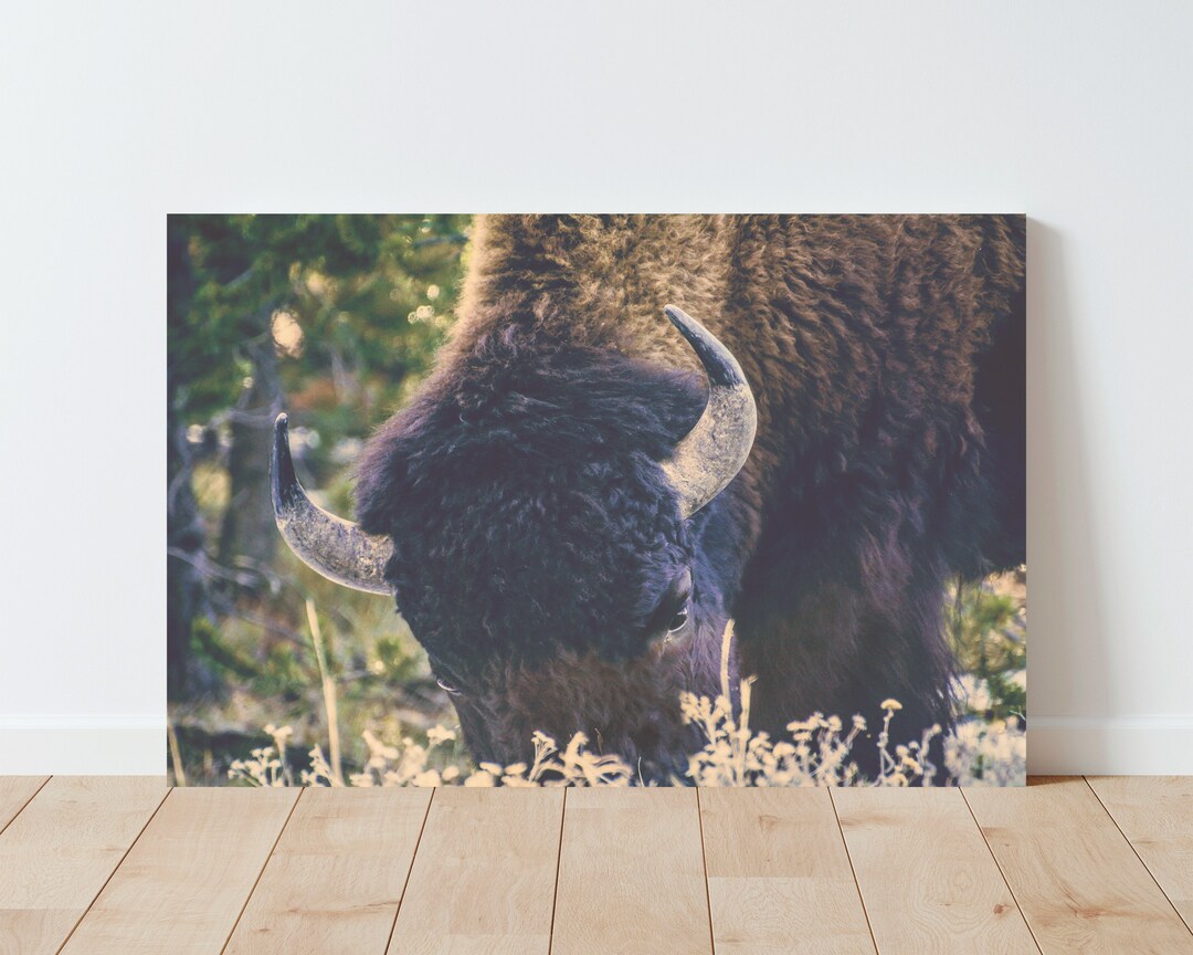 Yellowstone Bison Print - Rustic Wildlife Nature Photography - Large ...