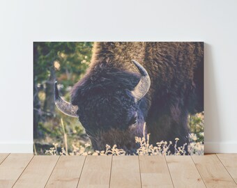 May include: A close-up of a large, dark brown bison with a long, curved horn. The bison is grazing in a field of green grass and white wildflowers.